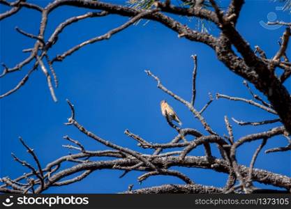 Red Crossbill (Loxia curvirostra) at Bryce Canyon National Park