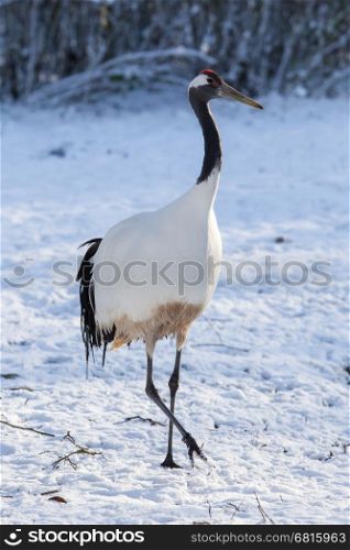 Red-crowned Crane (Grus japonensis) in the snow