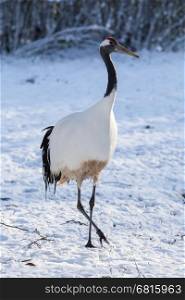 Red-crowned Crane (Grus japonensis) in the snow