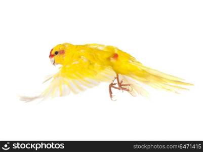 Red-crowned parakeet in front of white background