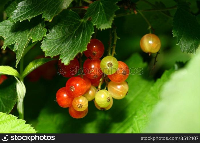 red currant and green leaf isolated on white background