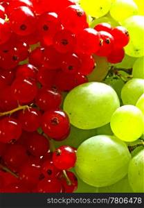 red currant and white grapevine. currant and grapevine