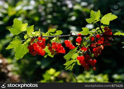 Red currant berries on the bush against sunlight.