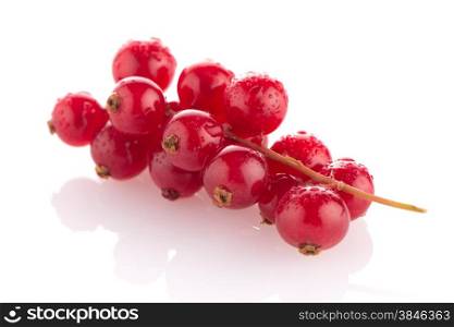 Red Currant close up on white background.