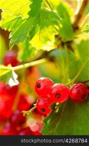 red currant close up view