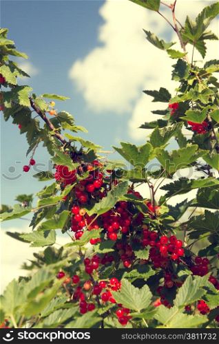 red currant growing in the garden