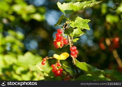 red currant has ripened summer