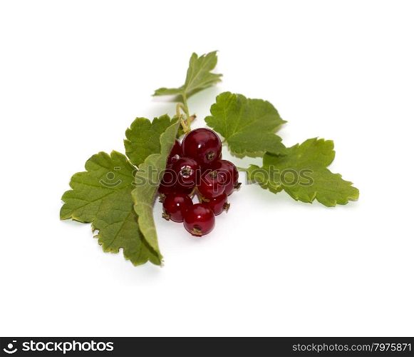 red currant, isolate, berry subject