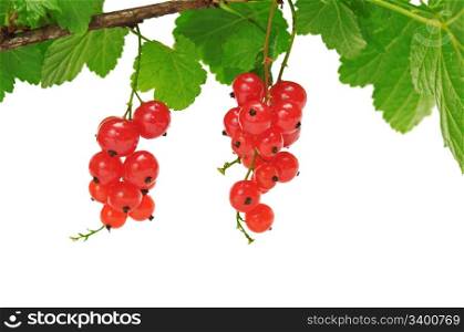 red currant isolated on a white background