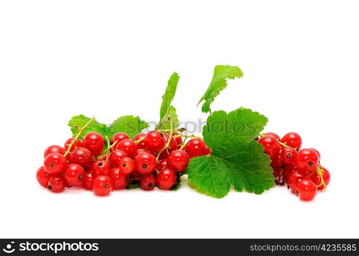 red currant isolated on a white background