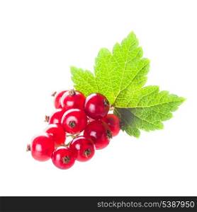 Red currant isolated on a white background