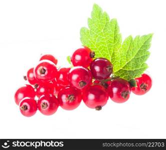 Red currant isolated on a white background. Red currant isolated
