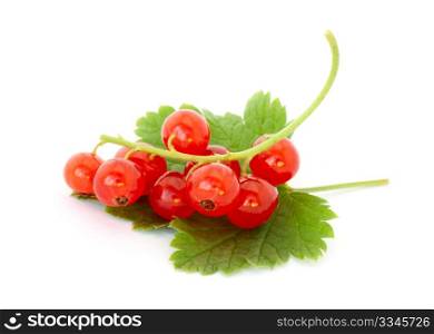 Red currant isolated on white background