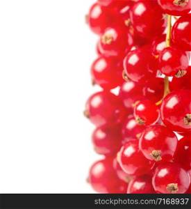 Red currant isolated on white background.Close up of red currant berries.