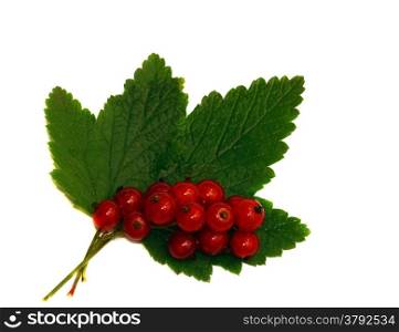 Red currant on a green leaf isolated