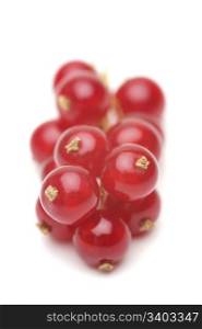 Red currant. Red currant, close-up shot, white background