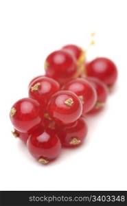Red currant. Red currant, close-up shot, white background