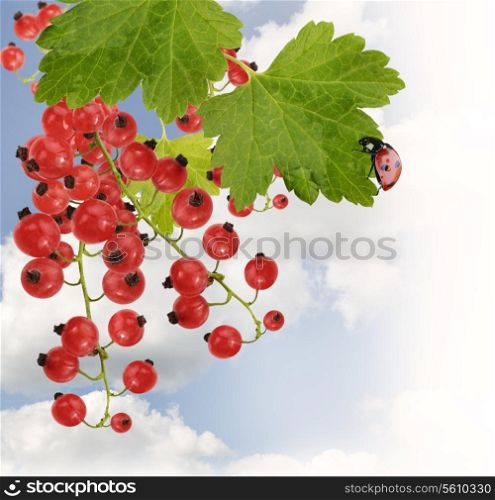 Red Currant With Leaves Against A Sky