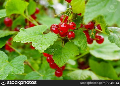 Red currants