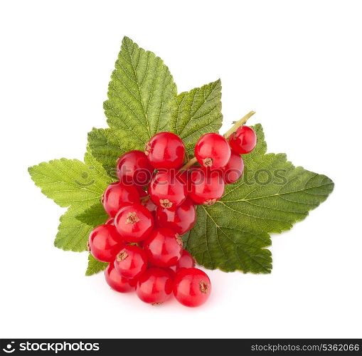 Red currants and green leaves still life isolated on white background cutout