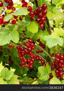 Red currants. Branch with red berries
