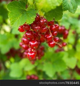 Red currants. Branch with red berries