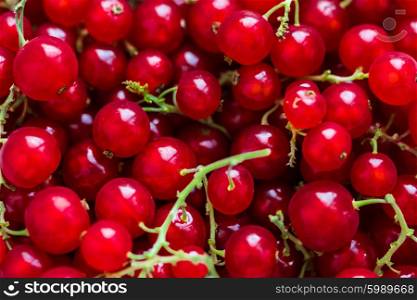 Red currants in macro