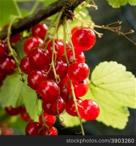 Red currants in the garden. Branch of red currant