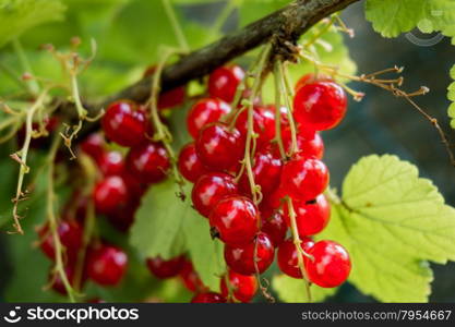 Red currants in the garden. Branch of red currant