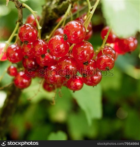 Red currants in the garden. Branch of red currant