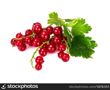 Red Currants Isolated on White Background on White. Red Currants Isolated on White