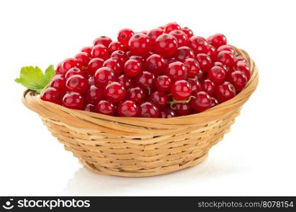 red currants on white background