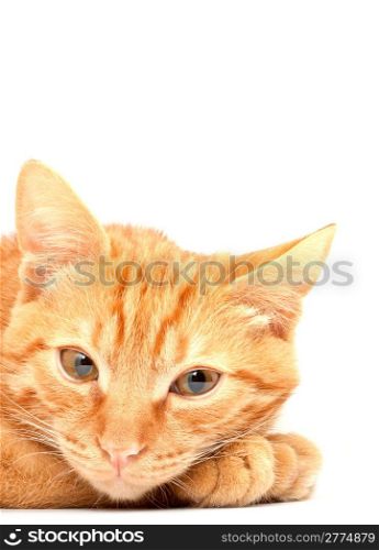 Red cute cat on a white background