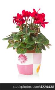 red cyclamen flower in pot over a white background