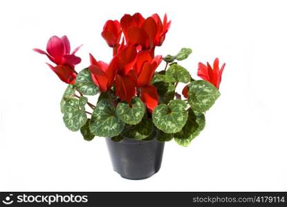red cyclamen flower isolated on white background