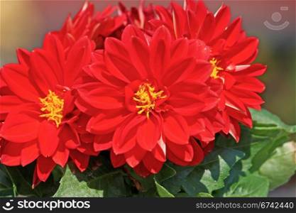 Red dahlia against the softly muted shades of the leaves