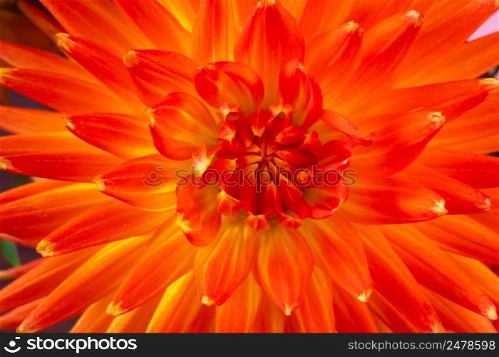 Red dahlia close up. Summer colorful flower. Background from petals.. Red dahlia close-up. Summer colorful flower. Background from petals.