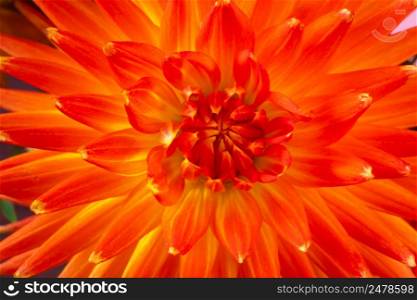 Red dahlia close up. Summer colorful flower. Background from petals.. Red dahlia close-up. Summer colorful flower. Background from petals.