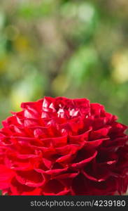 Red dahlia flower on green