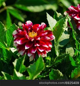Red dahlia on flowerbed at summer park. Focus on flower. Shallow depth of field.