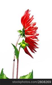 red dahlia on white background