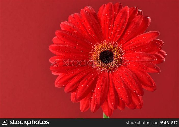 red daisy flower isolated on red background