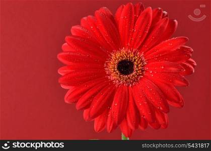 red daisy flower isolated on red background