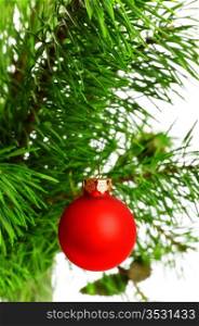 red decoration ball on pine branch, white background