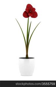 red decorative flower in pot isolated on white background