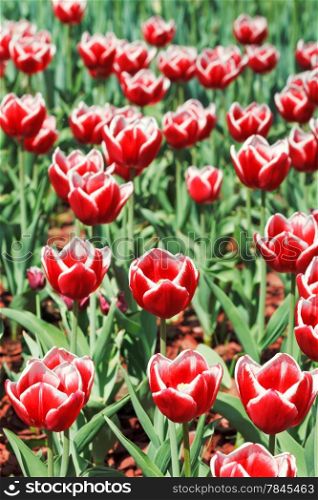 red decorative tulips on flower meadow close up