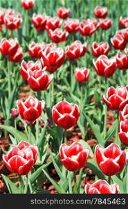 red decorative tulips on flower meadow close up