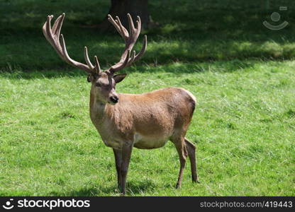 Red Deer (Cervus elaphus)