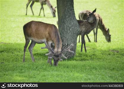 Red deer cervus elaphus grazing in field near tree