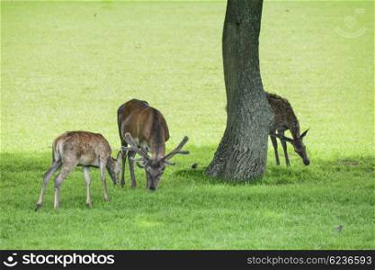 Red deer cervus elaphus grazing in field near tree